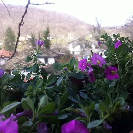 Stefanina 3* Bozhenți